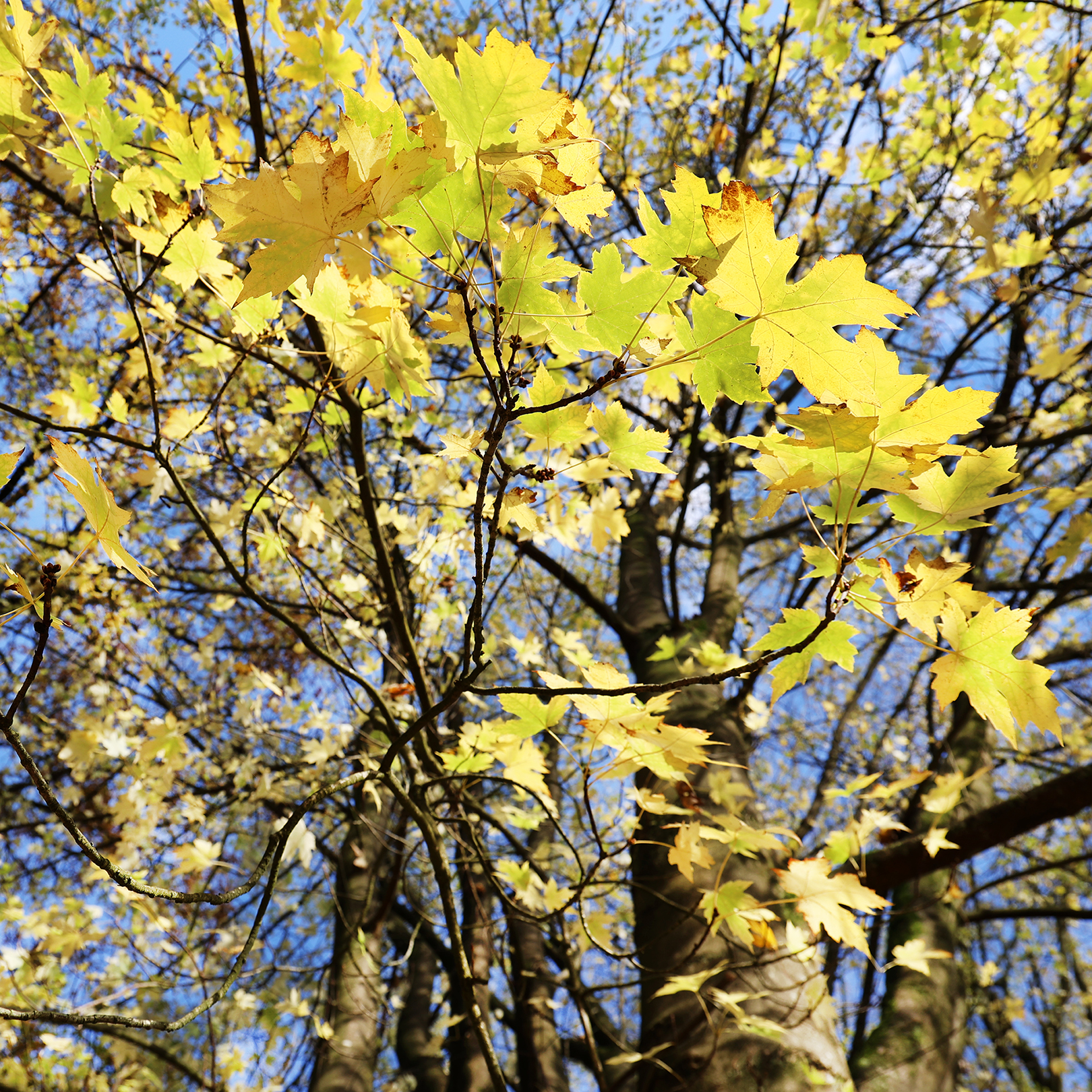 Herfstsfeer boom in de zon Jikke Fotografie